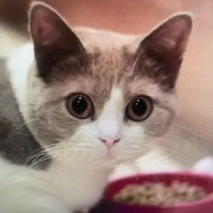 Meet your Posher, Neil